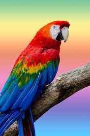 Image result for parrots