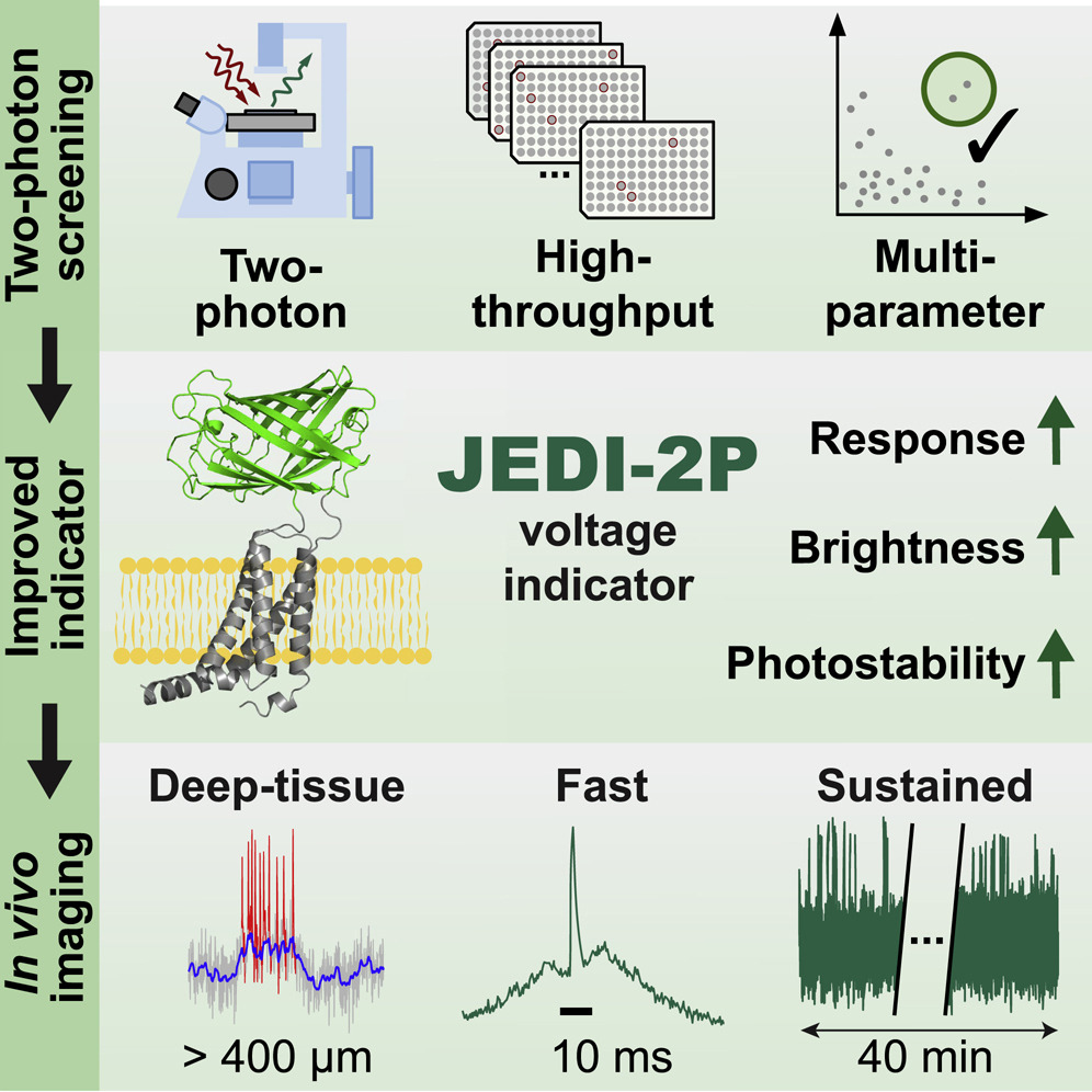 schematic with 2-photon screening strategy, JEDI-2P schematic with improved response, brightness, and photostability, and in vivo imagining improvements identified as deep-tissue, fast, and sustained. 