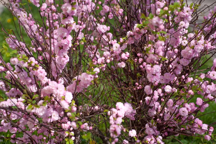 Flowering Almond Tree (Prunus glandulosa)