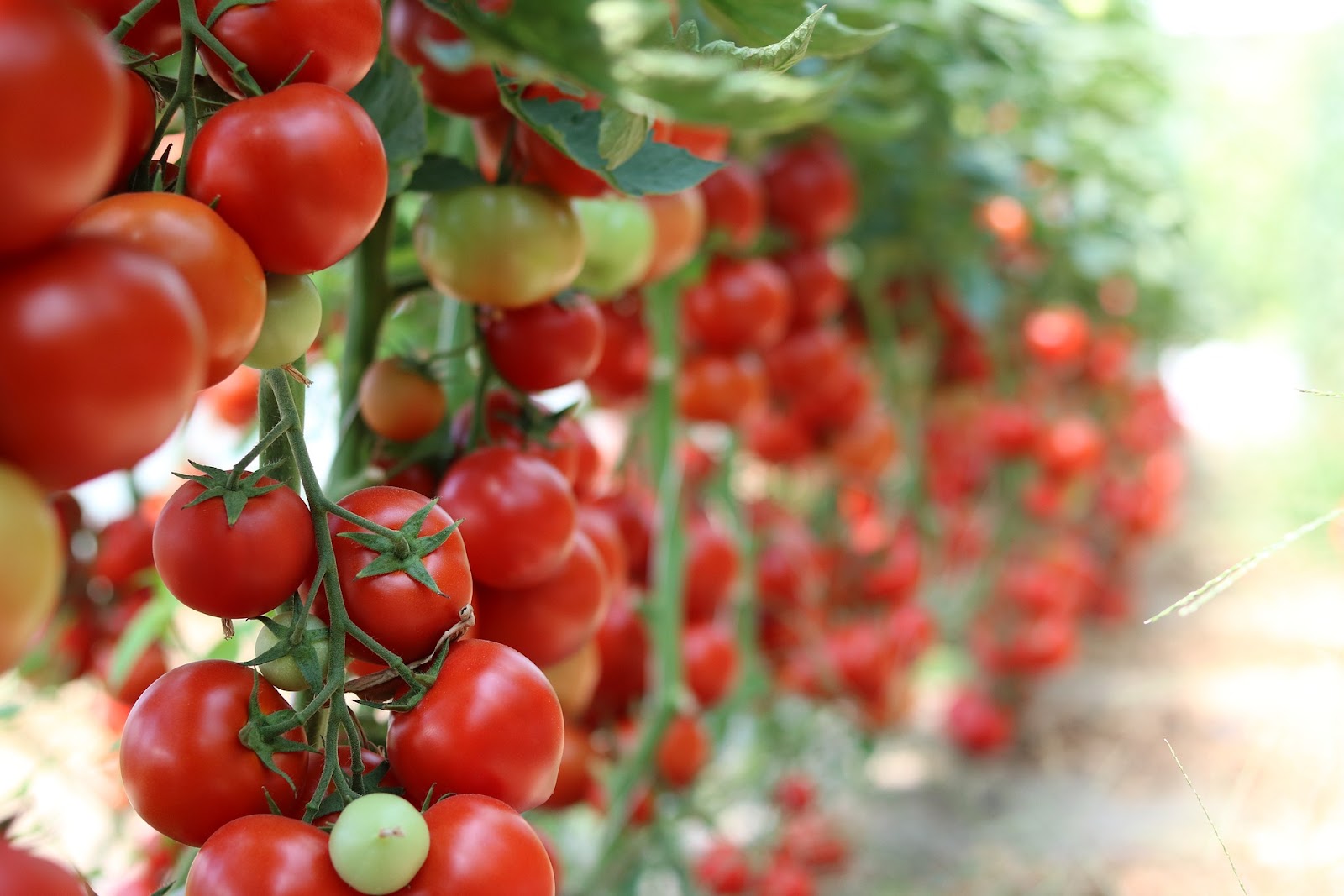 Uso de agroquímicos en tomate.