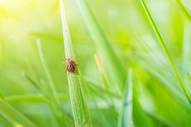 夏の胡蝶蘭はどう育てる 正しい育て方とポイントを解説 胡蝶蘭屋