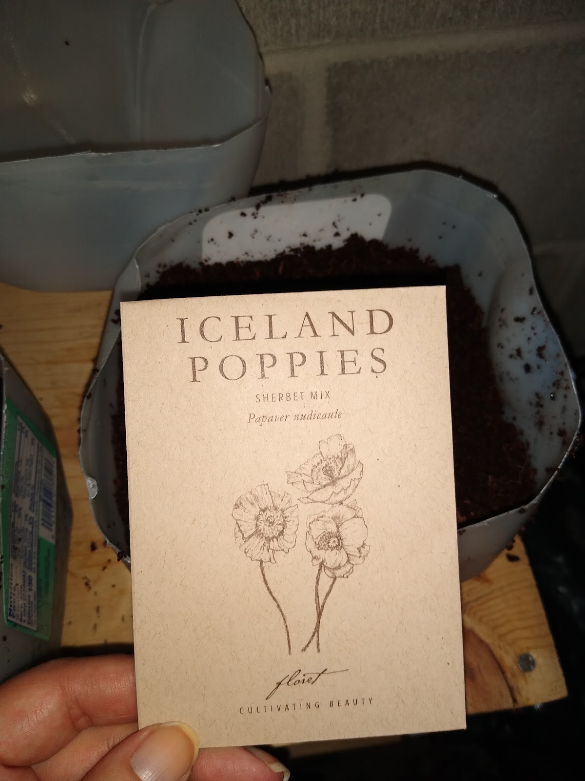 winter sowing Iceland poppies