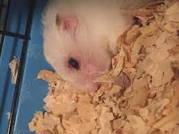 Hamster Eye Bulging (Diagnosis, Symptoms, and Treatment)
