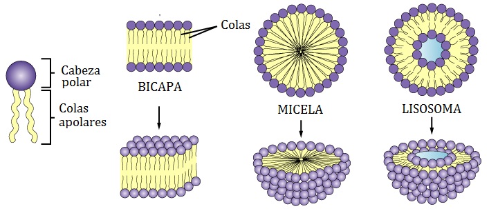 Resultado de imagen de micelas monocapas y bicapas