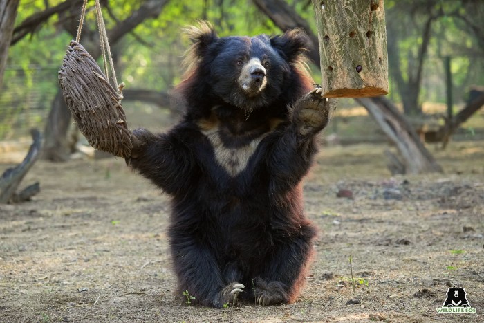 This bear, who is our Bear Of The Month, likes to play with his enrichments away from the prying eyes of humans. [Photo (C) Wildlife SOS/Mradul Pathak]