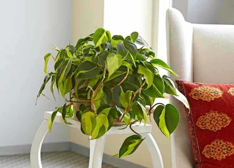 Philodendron (Philodendron hederaceum var. hederaceum)