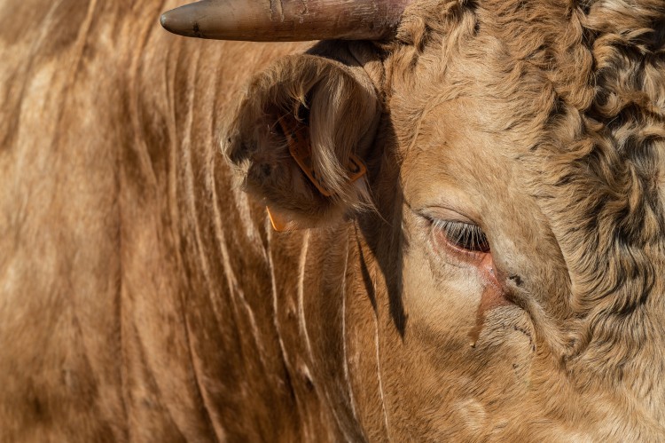Close Up Of A Cow At A Feedlot In Israel