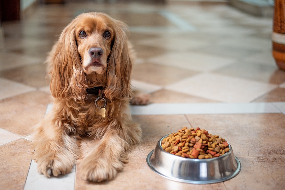 3 Best Organic Dog Foods of 2021