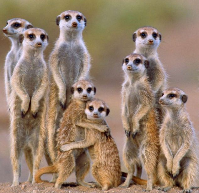 meerkat_2.jpg
