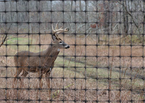 Deer Fence