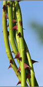 ScreenHunter_01 Oct. 25 17.41.gif