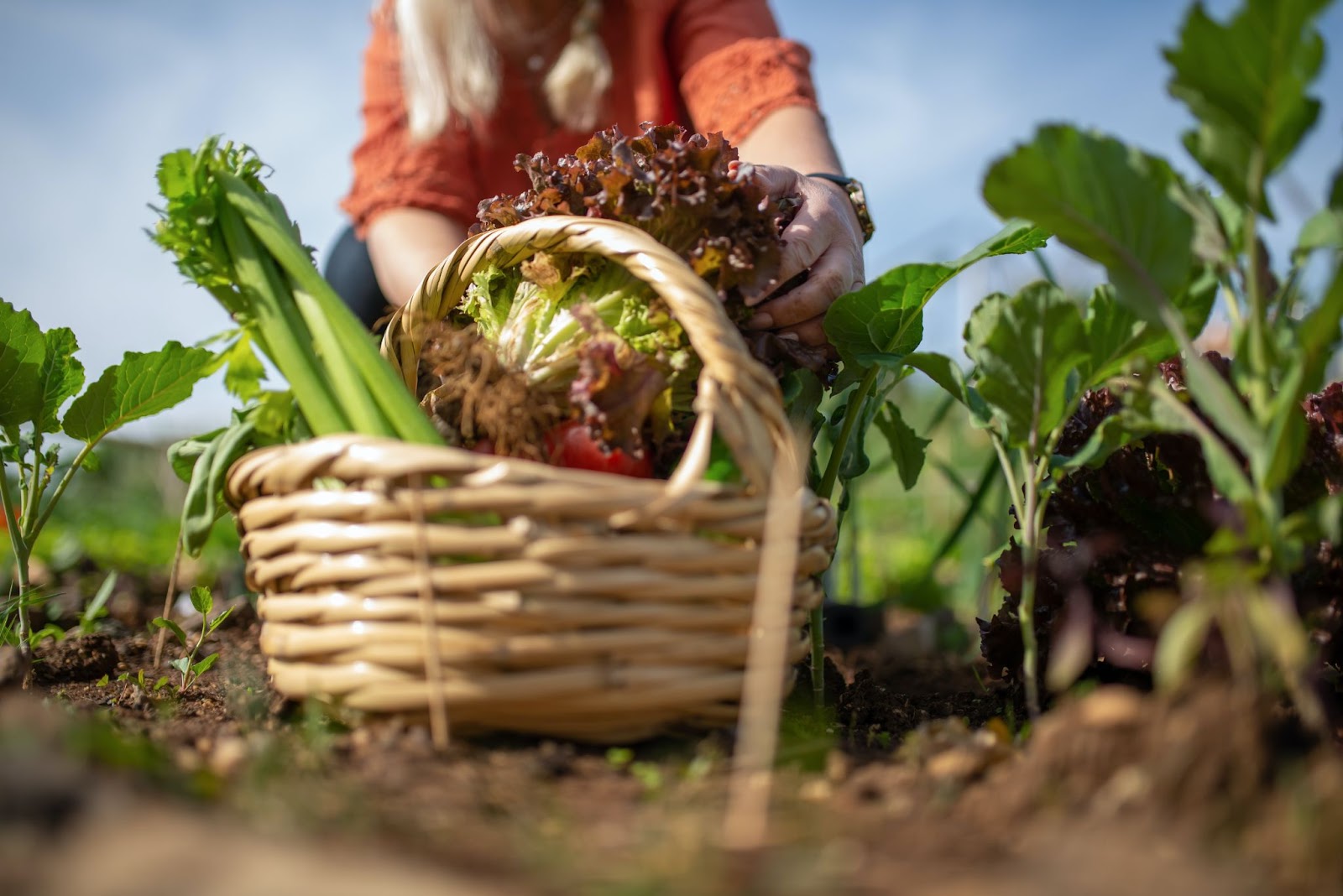 Renewing the value of food 