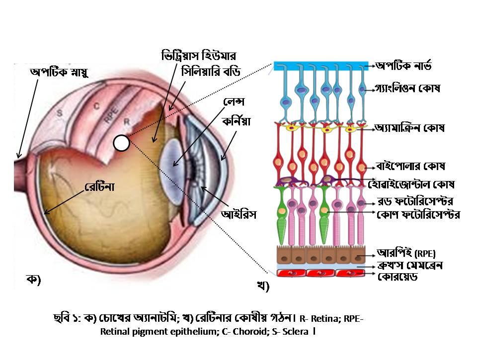 D:\Rashid\মলিক্যুলার বায়োলজি অভিধান\মলিক্যুলার বায়োলজি অভিধান- প থেকে ম\Eye anatomy with retinal cell layers-Rashid.jpg