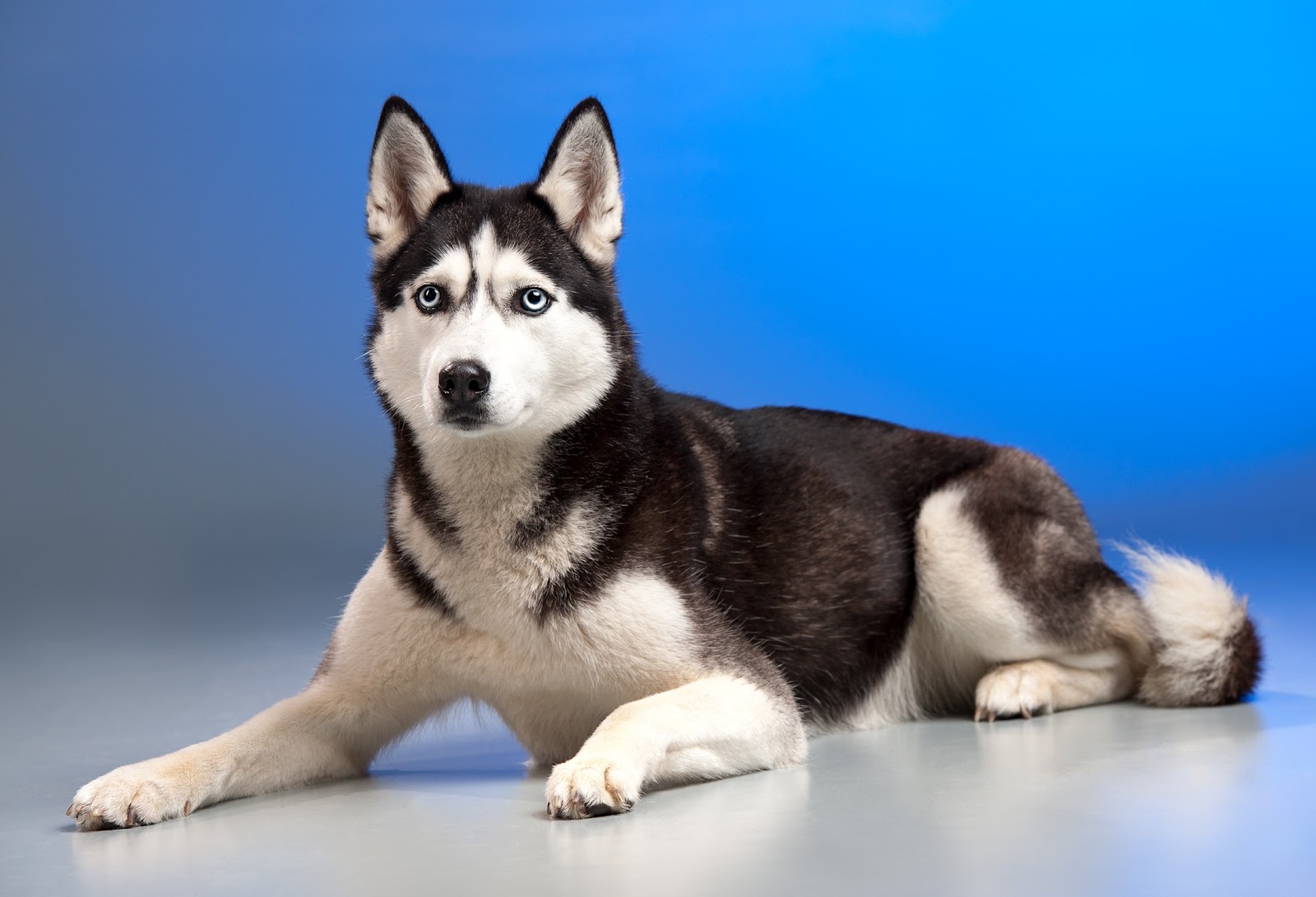 Free stock photo of animal, dog, husky