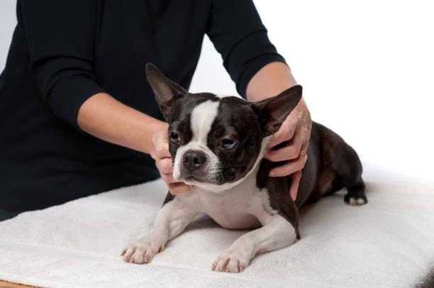 Dog Massage Therapy 3 year old Boston terrier is lying down on a massage table while receiving a therapeutic massage. dog massage stock pictures, royalty-free photos & images