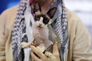 Why are sphynx cats hairless? Other bald cats include the Minskin cat