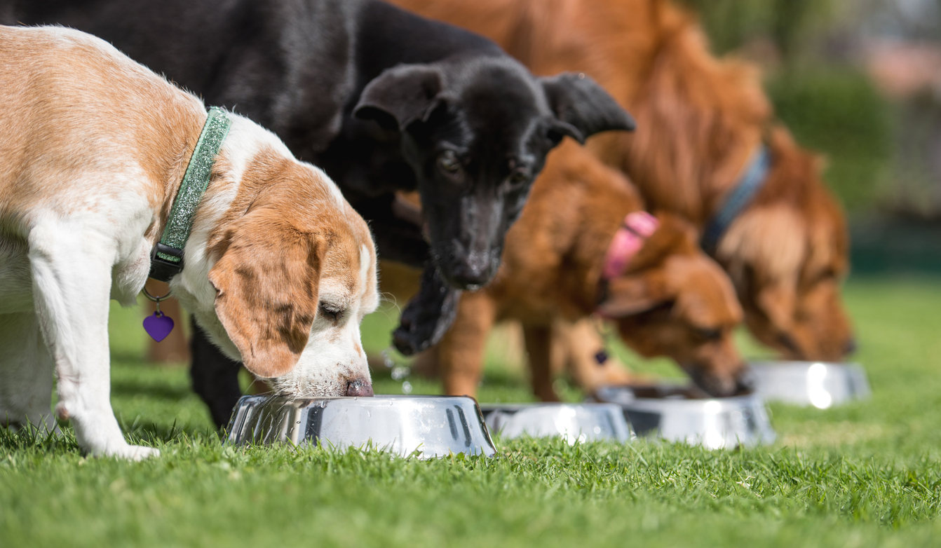 Dog Food for Joint Health