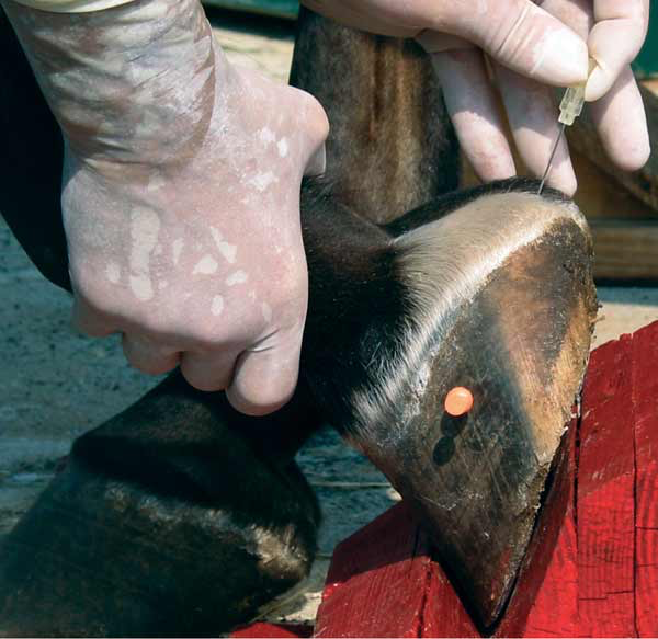 For centesis of the navicular bursa, the spinal needle is angled toward a mark on the hoof wall