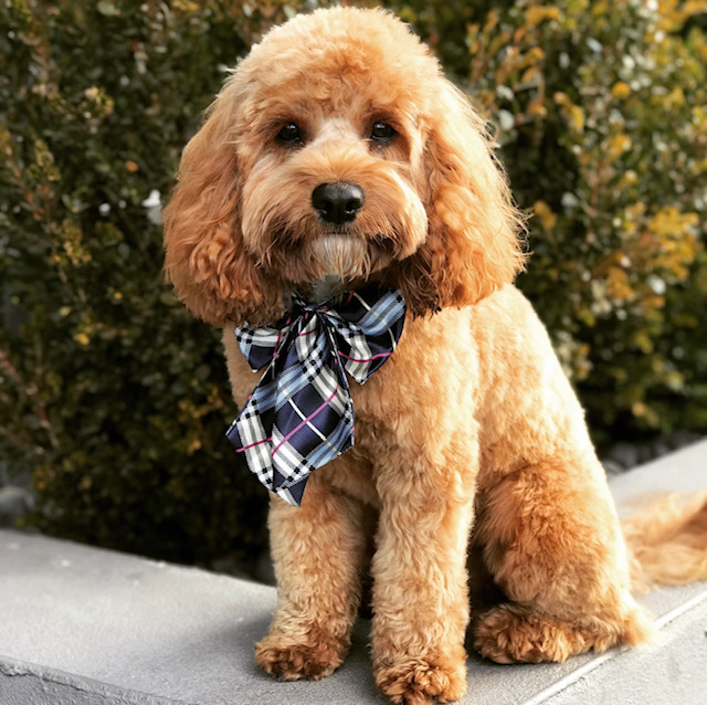 brown cavoodle with blue scarf