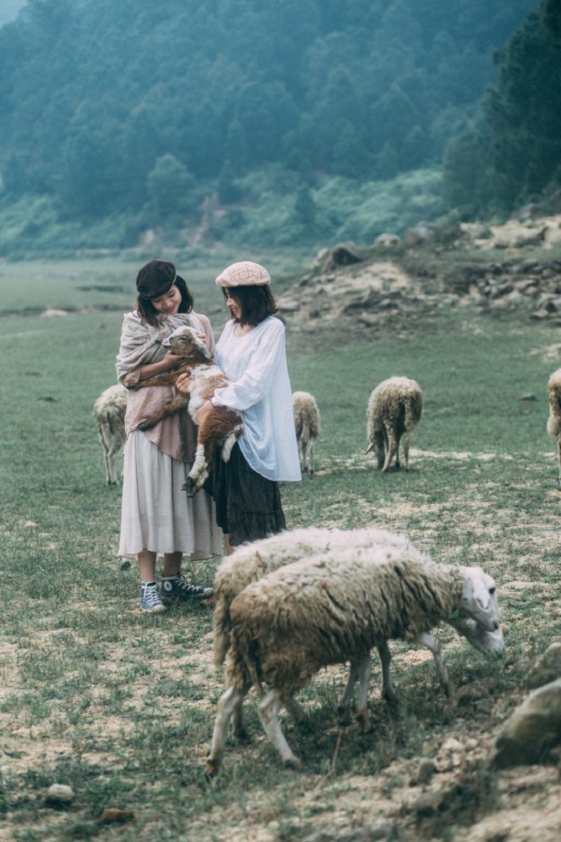 Tour du lịch Vinh -  Cánh đồng nuôi cừu