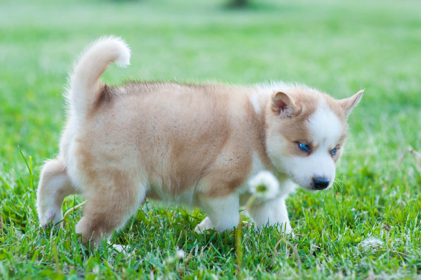 pomsky puppy walking through the grass