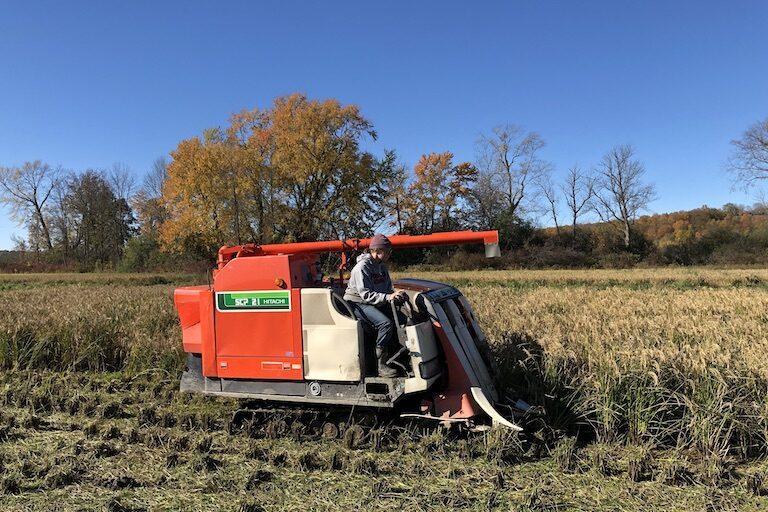 In early August, water is let out of the rice paddies to allow for a shift to firm, dry soil conditions required for successful use of the combine harvester later in the fall (pictured). Harvesting and drying the rice need to take place the same day. Image courtesy of Boundbrook Farm.