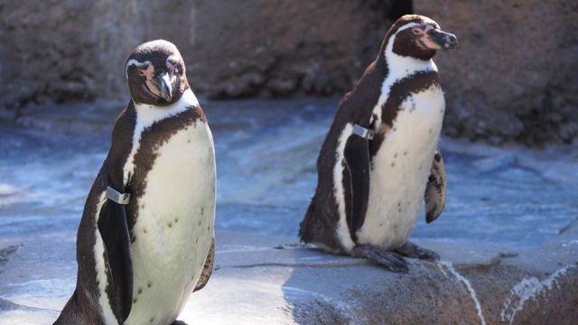 動物園のペンギン写真