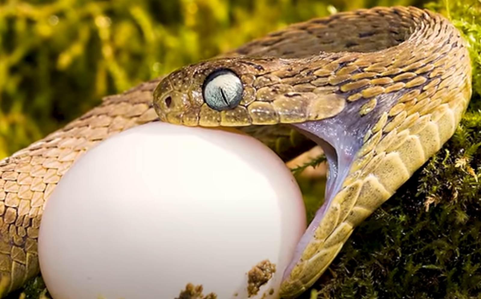 African egg eating snake with egg in mouth