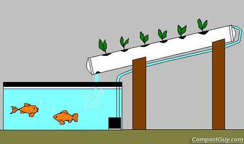 Image result for aquaponics system design pdf