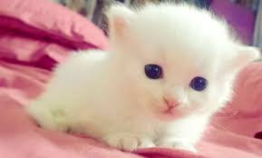 Image result for cute animals