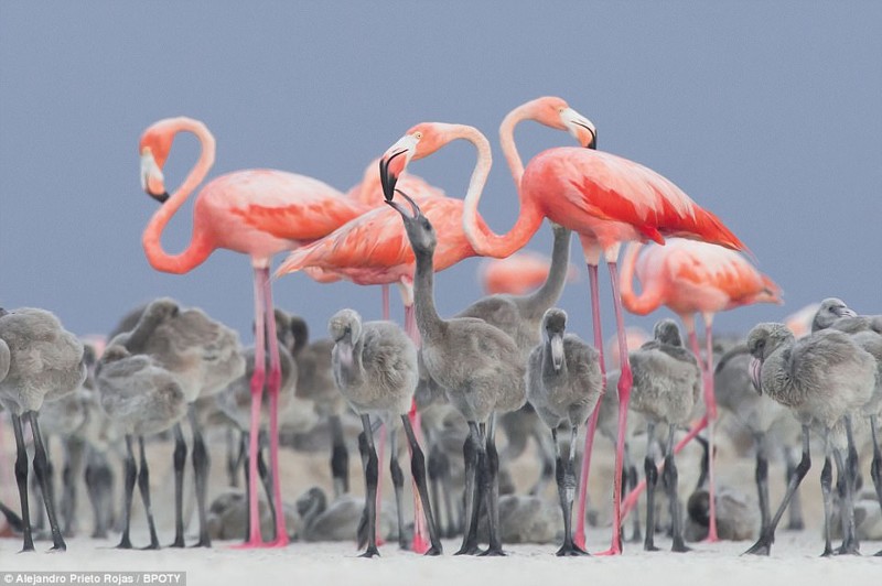 Ganador del concurso de fotografía de aves Reino Unido. 