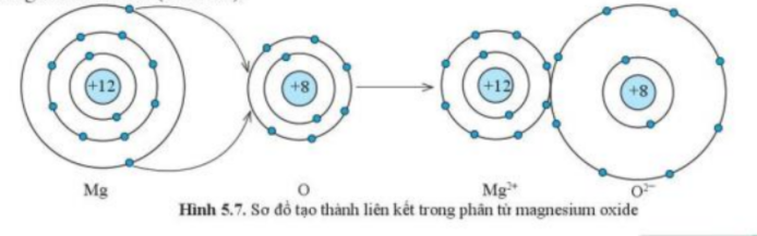 Câu hỏi trang 36 SGK TN&XH 7 CD tập 1