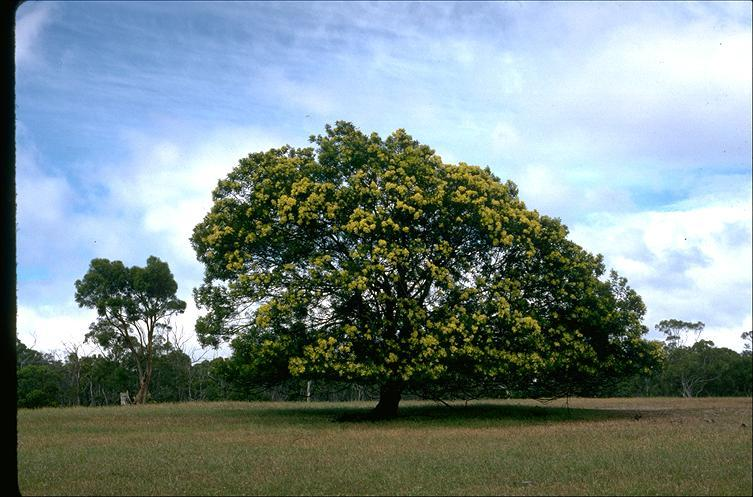 What are the fire characteristics of black wattle firewood