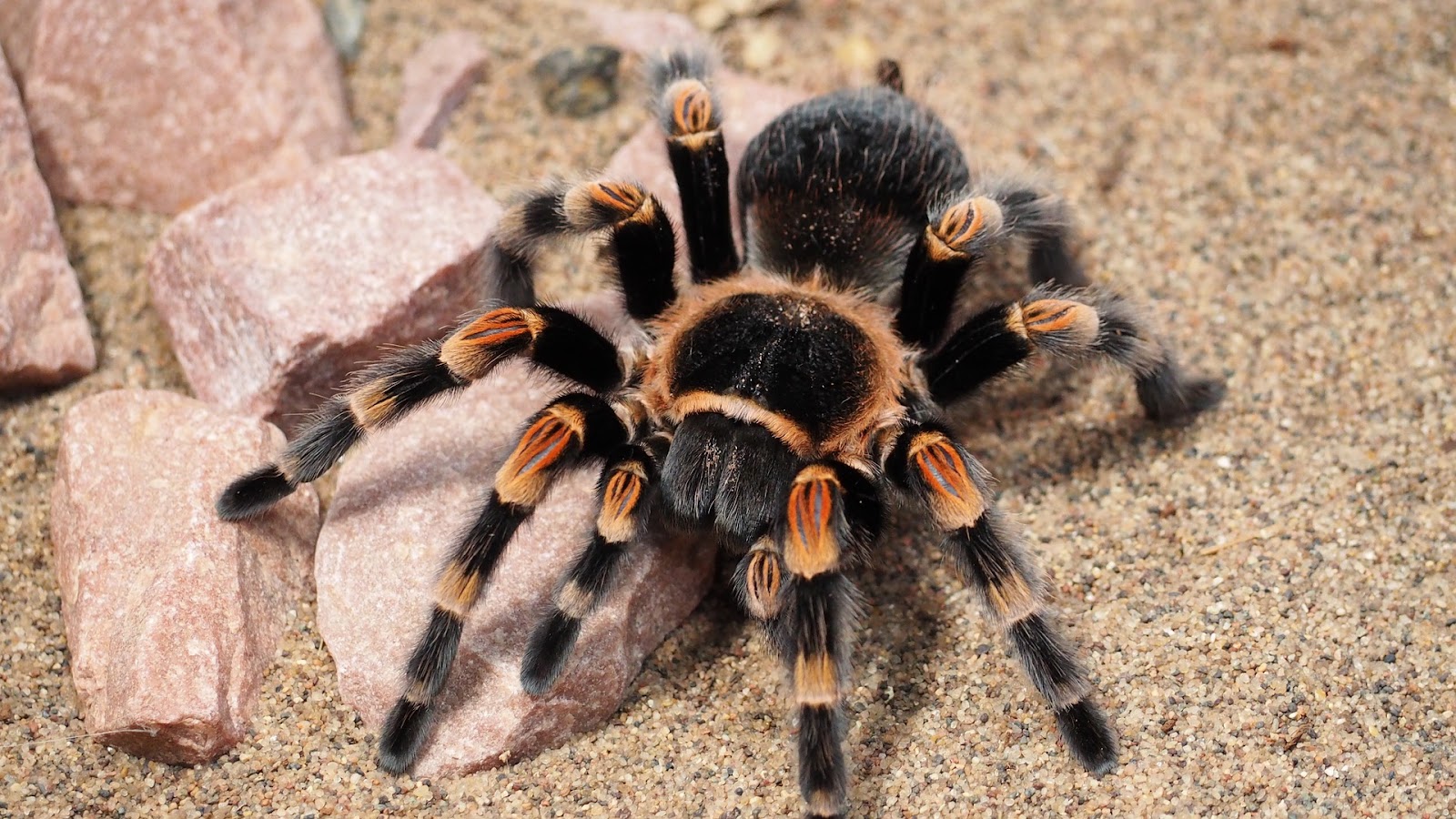 Tarantula