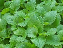 lemon balm