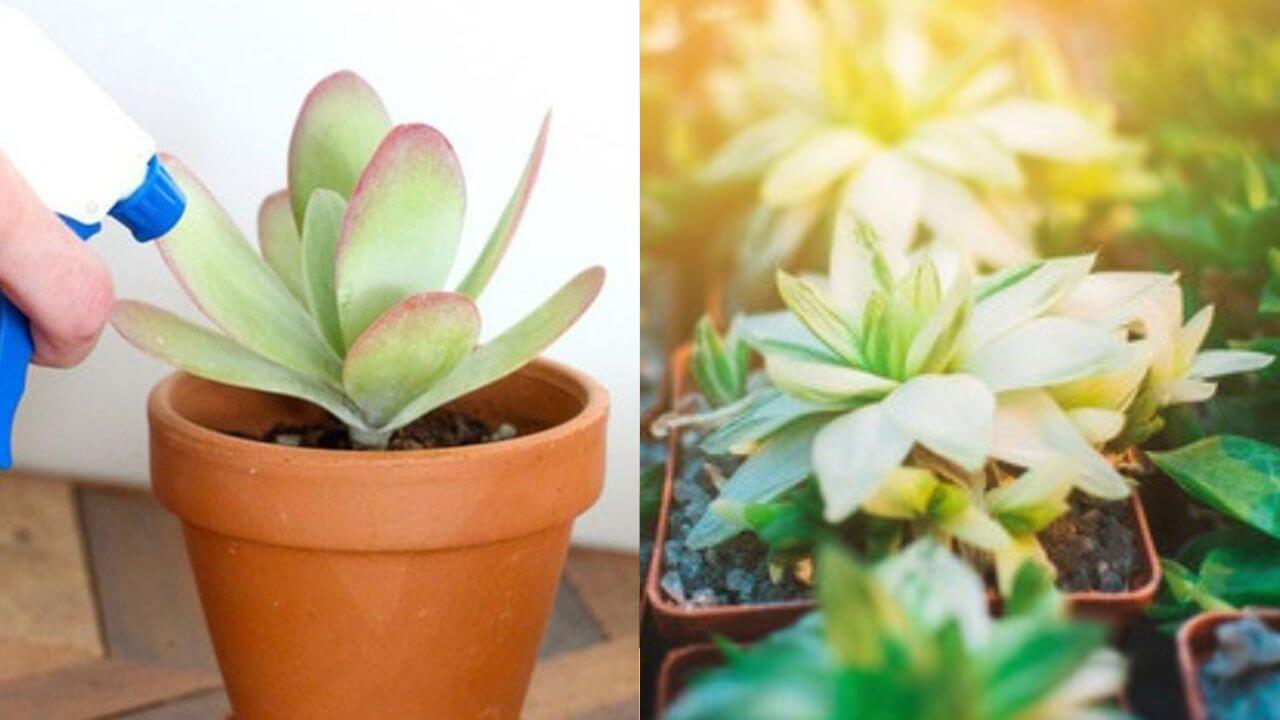 How Do You Revive Wilted Succulents?