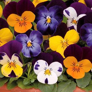 http://www.panamseed.com/dispthumb.aspx?imgsize=Display&imageid=83596