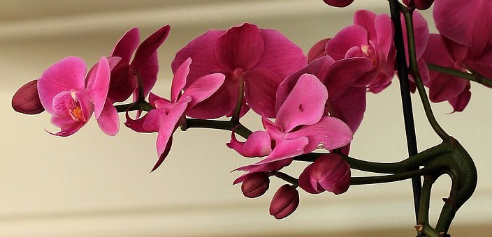 anh hoa lan dep