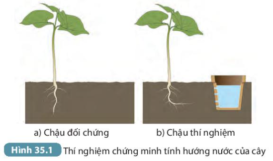 Giải KHTN 7 Bài 35: Thực hành: Cảm ứng ở sinh vật Kết nối tri thức