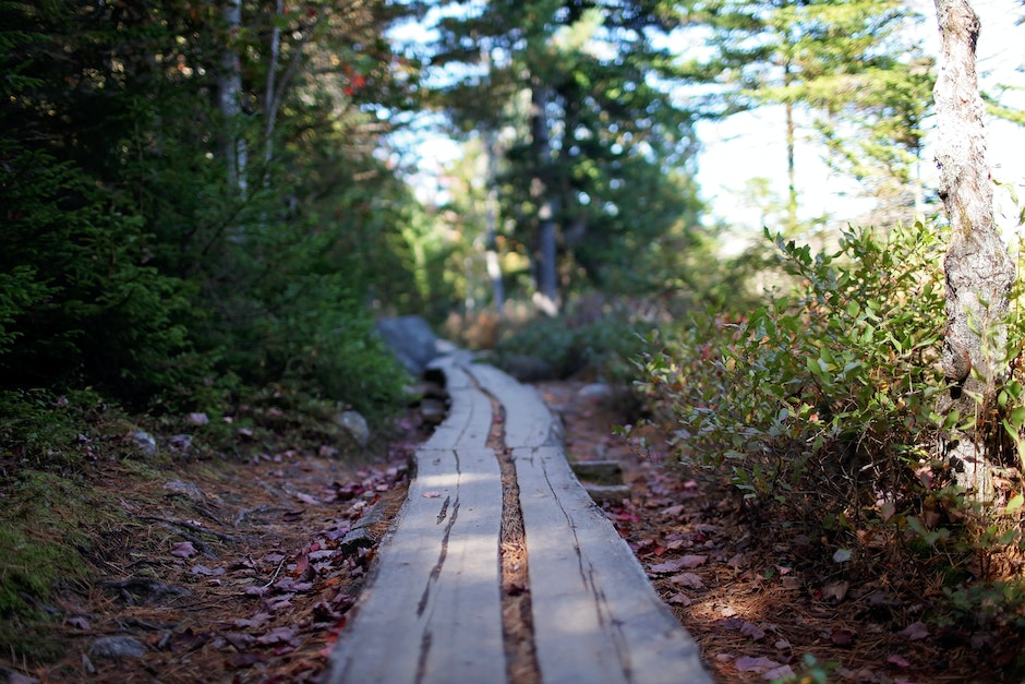 Narrow wooden path going through green trees and bushes in forest on sunny day