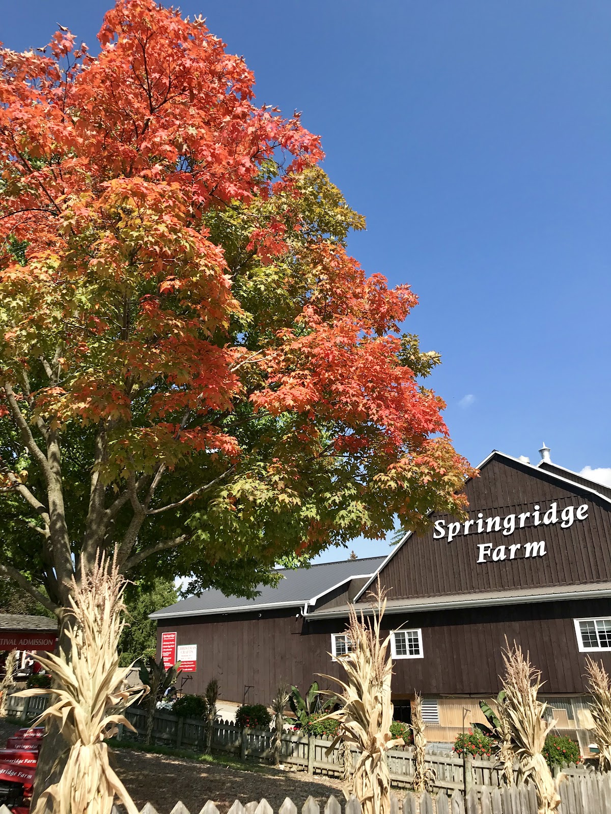 Springridge Farm