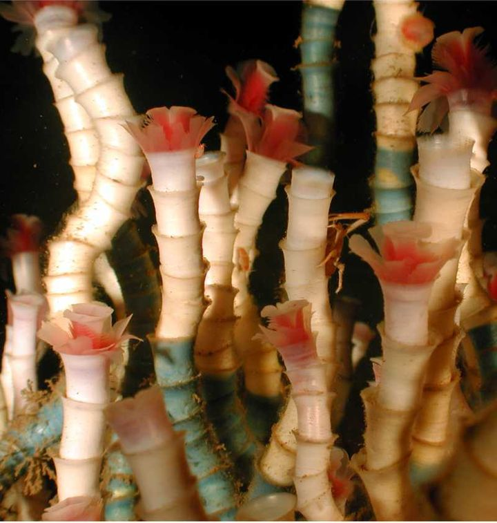 6. Lamellibrachia Tube Worms (250 years)