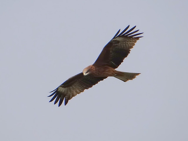 黑鳶、老鷹/無限台南