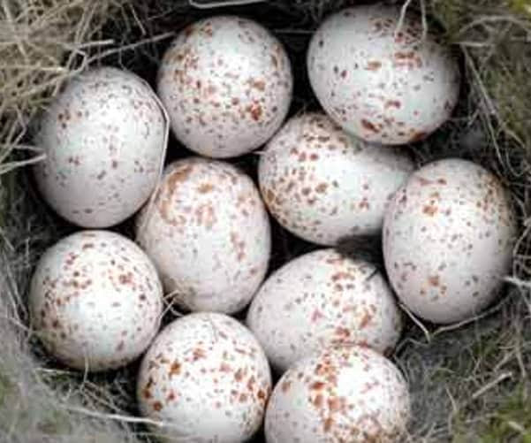 All 99+ Images bird eggs that are white with brown spots Stunning