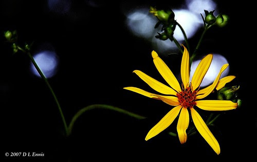 Three-leaved Rosinweed (Silphium trifoliatum)