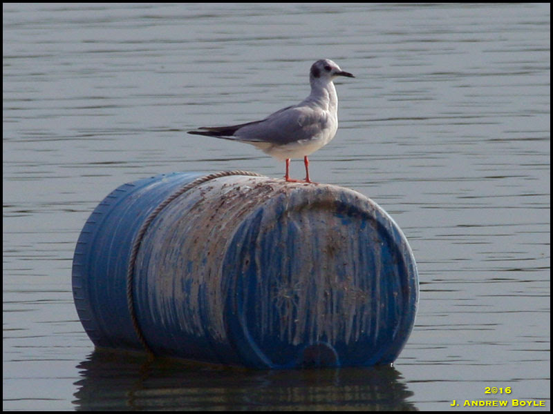 Bonaparte's Gull Bonaparte's Gull
