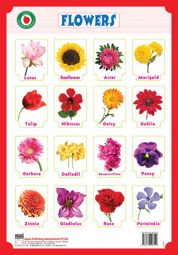 Flowers Name List In Telugu | Best Flower Site