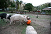 The Pumpkin Act II: Soccer Time!