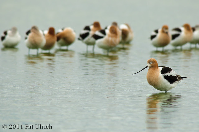 Flock of American avocets - Pat Ulrich Wildlife Photography
