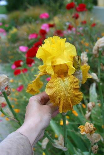 yellow iris